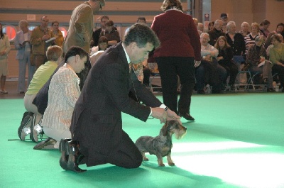 de L'Abbaye Sainte-Marie - CRUFTS 2009