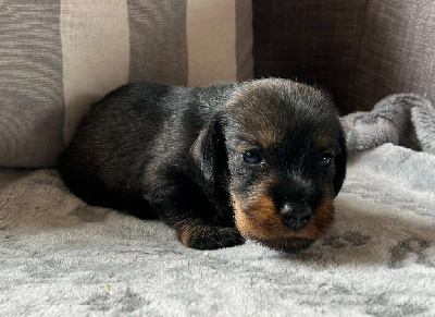 CHIOT 2