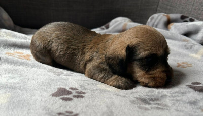 Chiot N°2