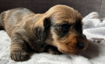 Chiot N°4