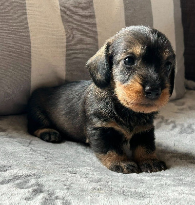 CHIOT