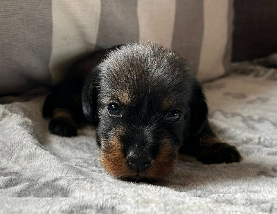 CHIOT 1