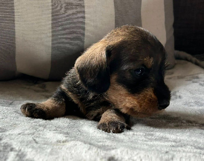 CHIOT