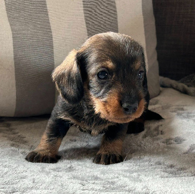 CHIOT